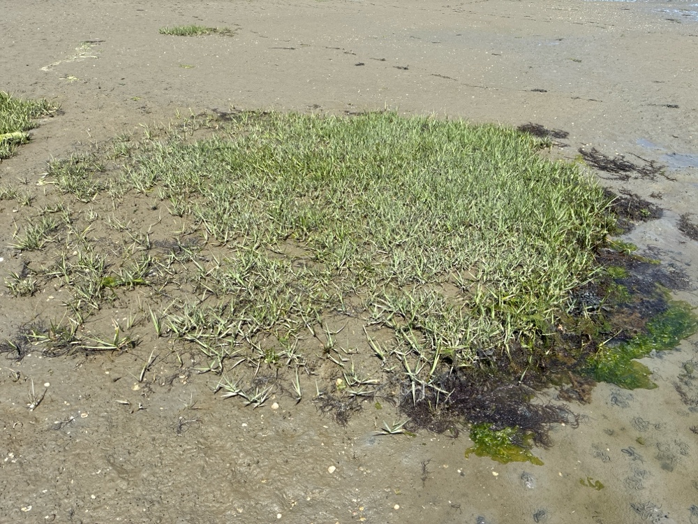 Spartina anglica (English cordgrass) (alternate view 4)