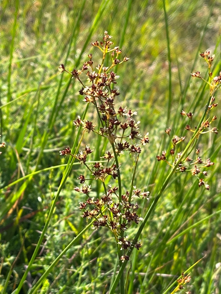 Juncus acutiflorus (Sharp-flowered Rush) (alternate view 13)