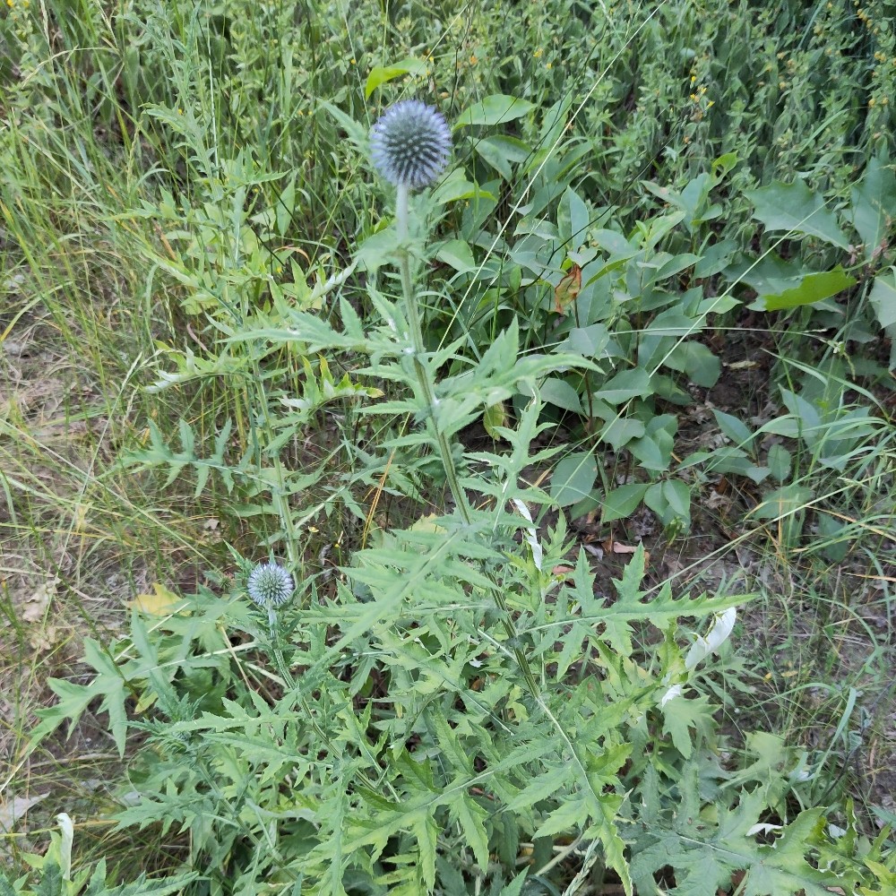 Echinops bannaticus (Blue Globe Thistle) (alternate view 11)