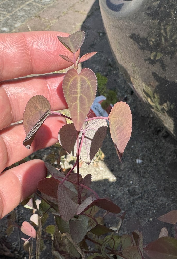 Cercidiphyllum japonicum (katsura)