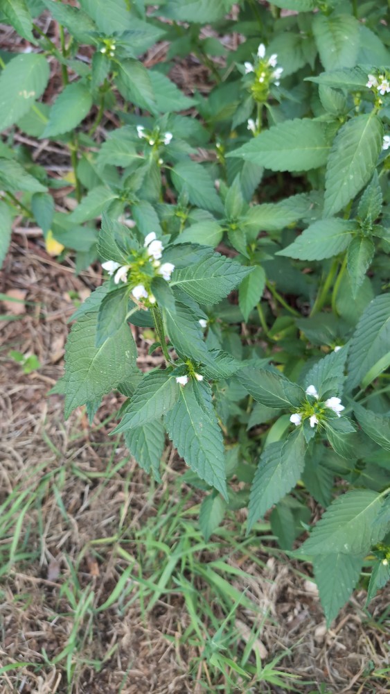 Galeopsis tetrahit (Common hemp-nettle) (alternate view 11)