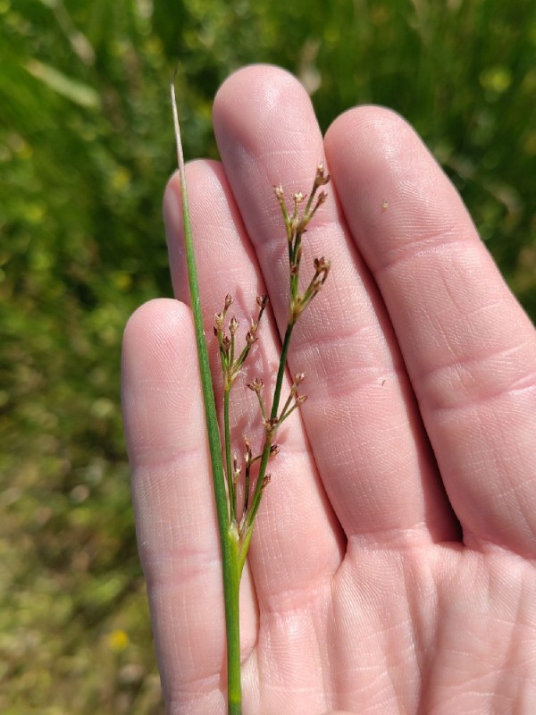 Juncus acutiflorus (Sharp-flowered Rush) (alternate view 11)