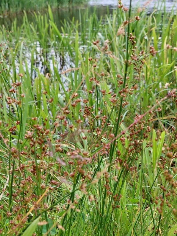 Juncus acutiflorus (Sharp-flowered Rush) (alternate view 12)