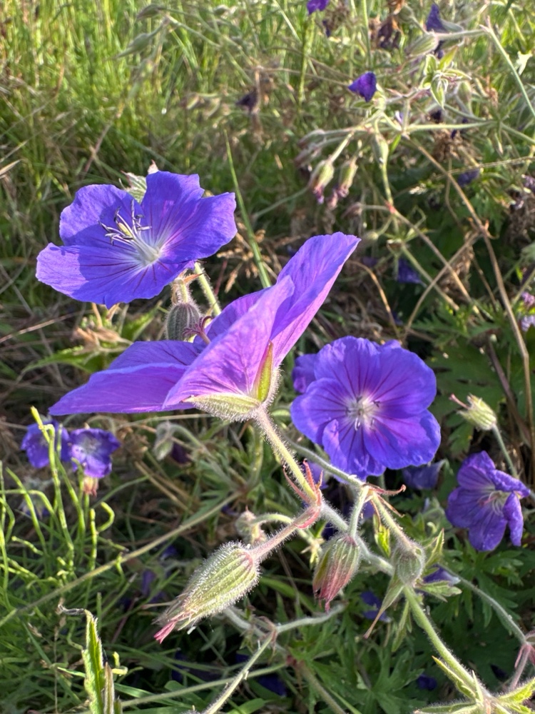 Geranium wallichianum (Purple-vein geranium) (alternate view 12)
