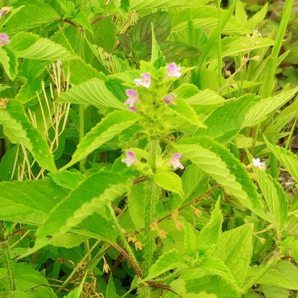 Galeopsis bifida (Bifid Hemp-nettle) (alternate view 9)