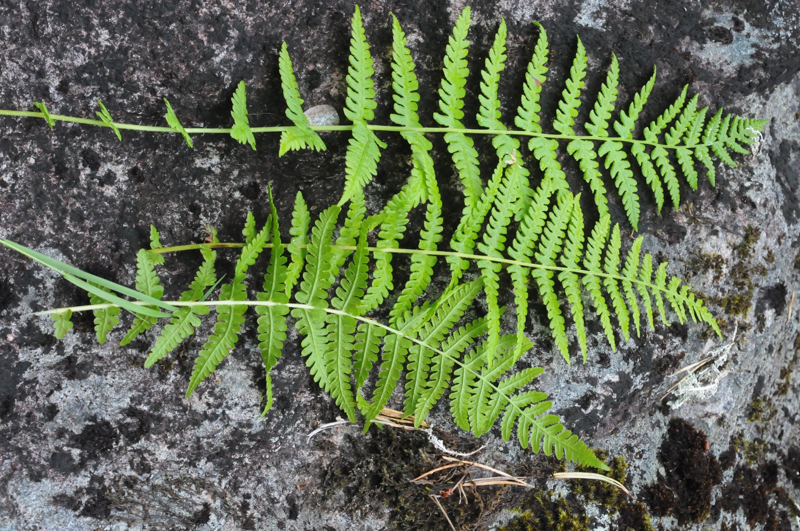 Oreopteris limbosperma (Lemon-scented Fern) (alternate view 14)