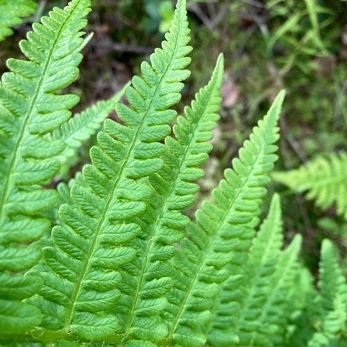 Oreopteris limbosperma (Lemon-scented Fern) (alternate view 13)