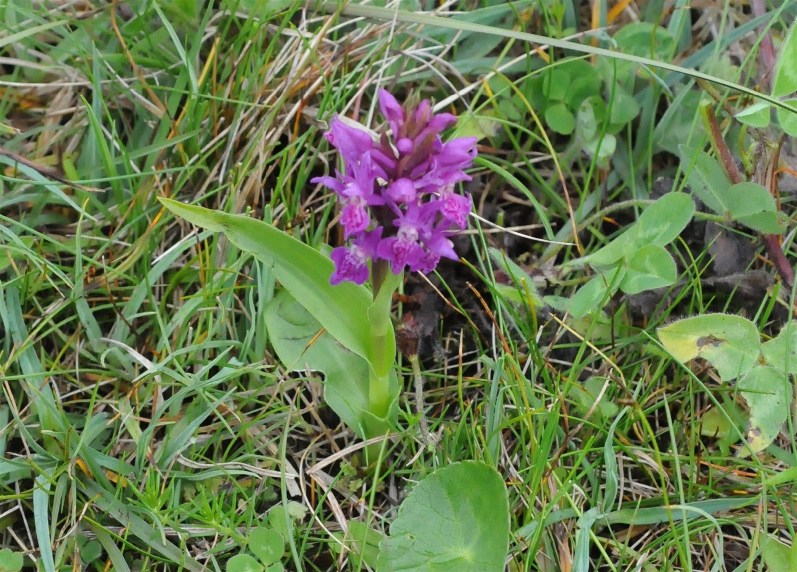 Dactylorhiza purpurella (Northern Marsh-orchid) (alternate view 7)