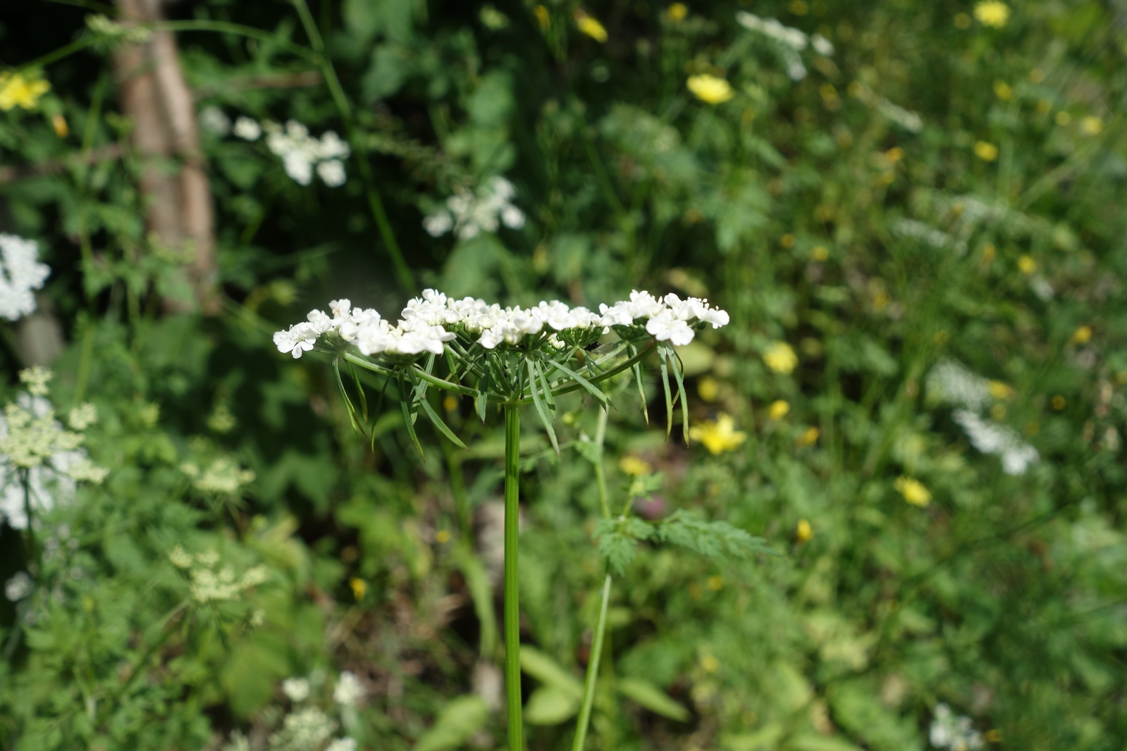 Aethusa cynapium (Fool's parsley) (alternate view 14)