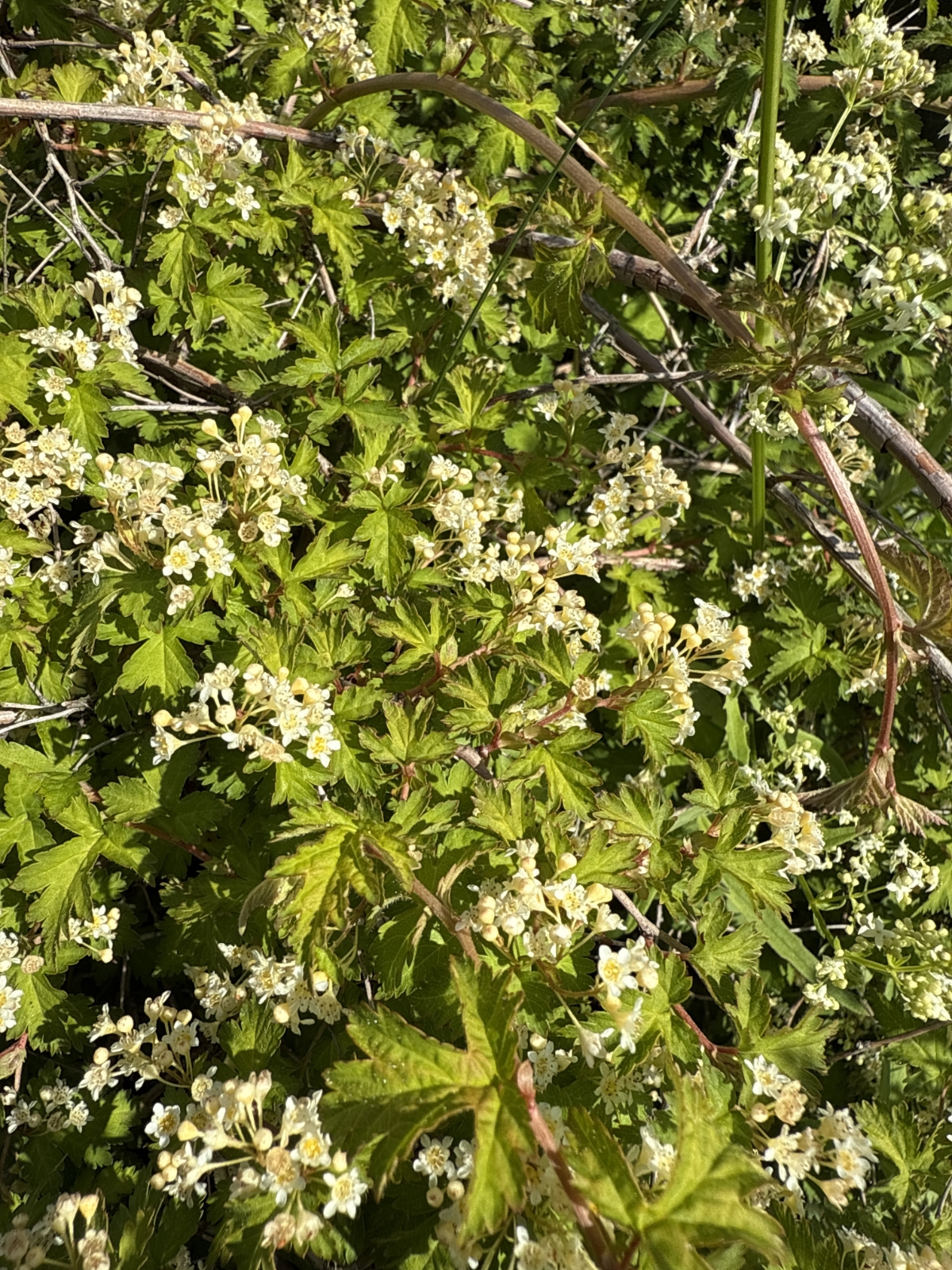Neillia