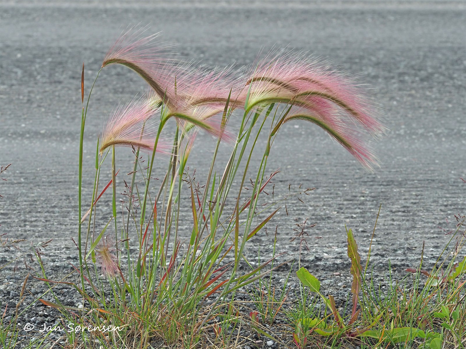 Hordeum jubatum (foxtail barley) (alternate view 13)