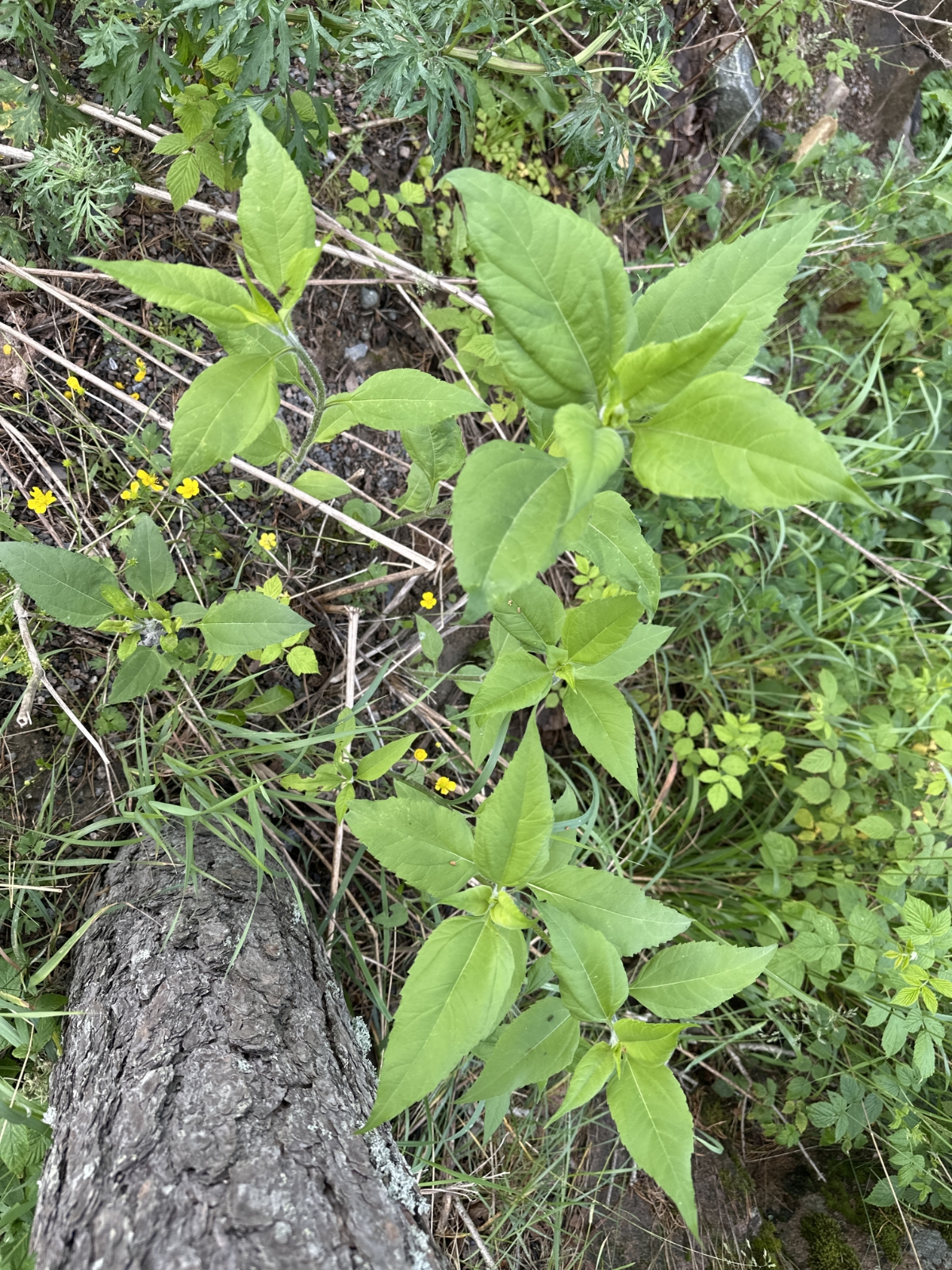 Helianthus tuberosus (Jerusalem artichoke) (alternate view 13)
