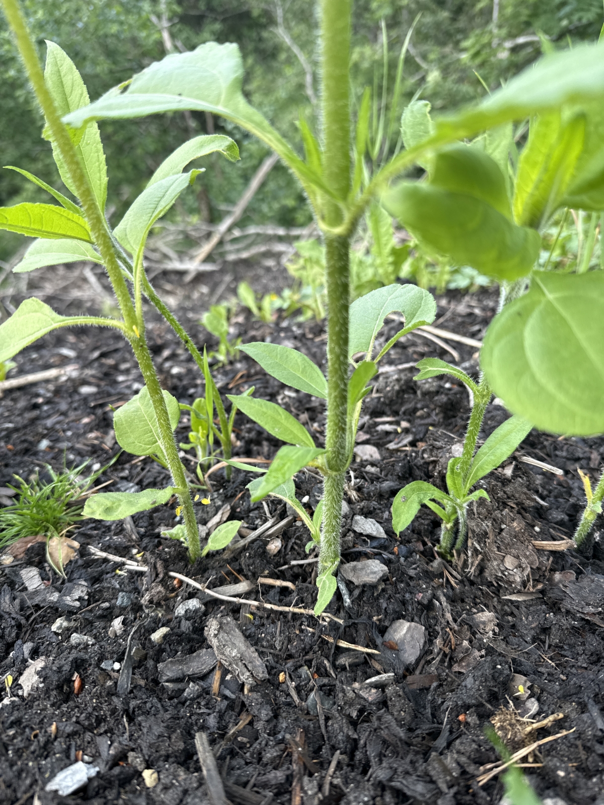 Helianthus tuberosus (Jerusalem artichoke) (alternate view 12)