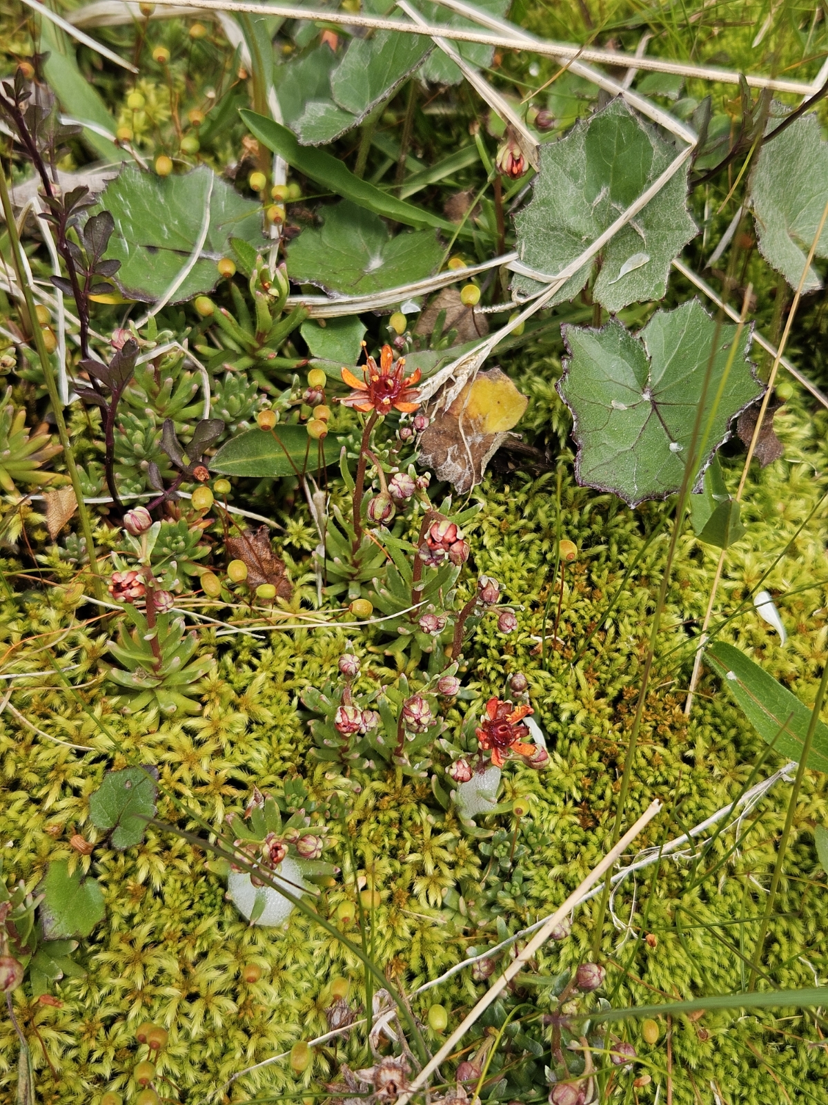 Saxifraga aizoides (Yellow Saxifrage) (alternate view 15)