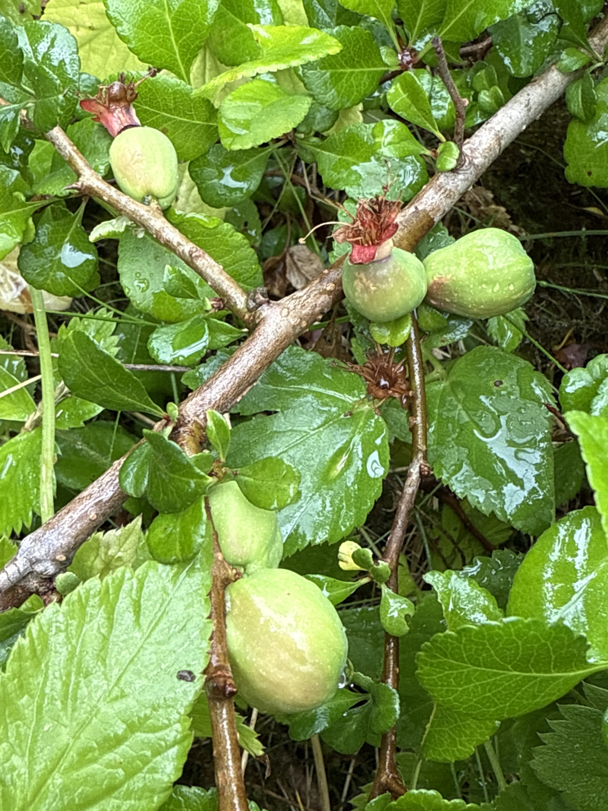 Chaenomeles speciosa (flowering quince) (alternate view 3)