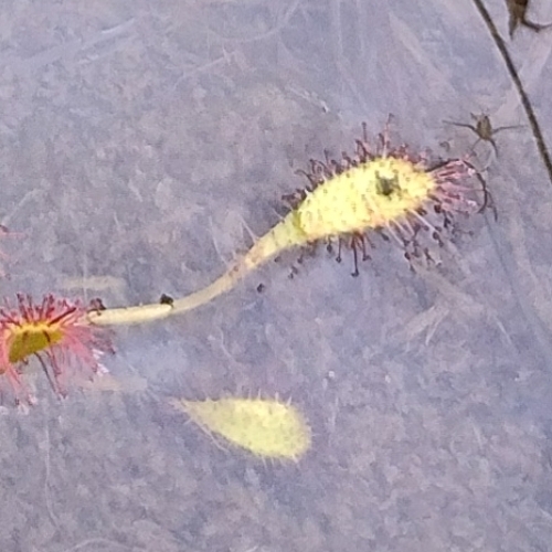 Drosera anglica (Great Sundew) (alternate view 11)