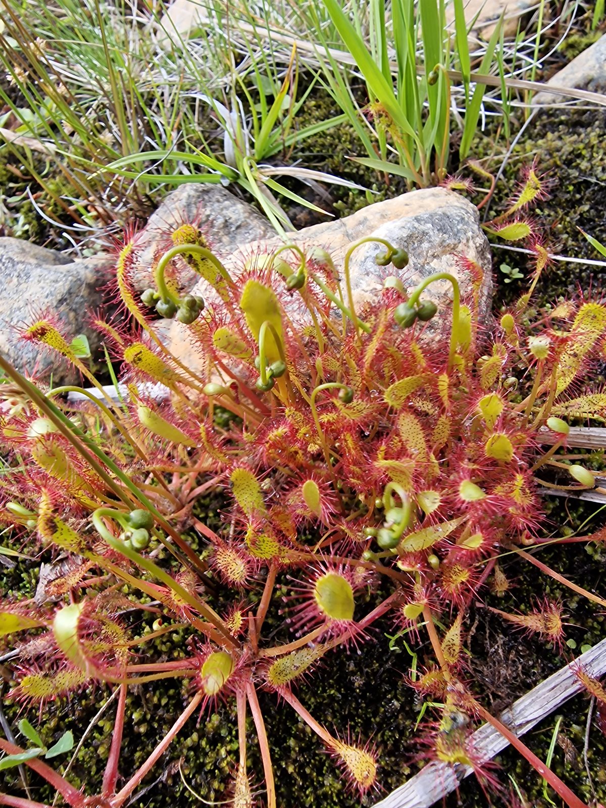 Drosera anglica (Great Sundew) (alternate view 13)