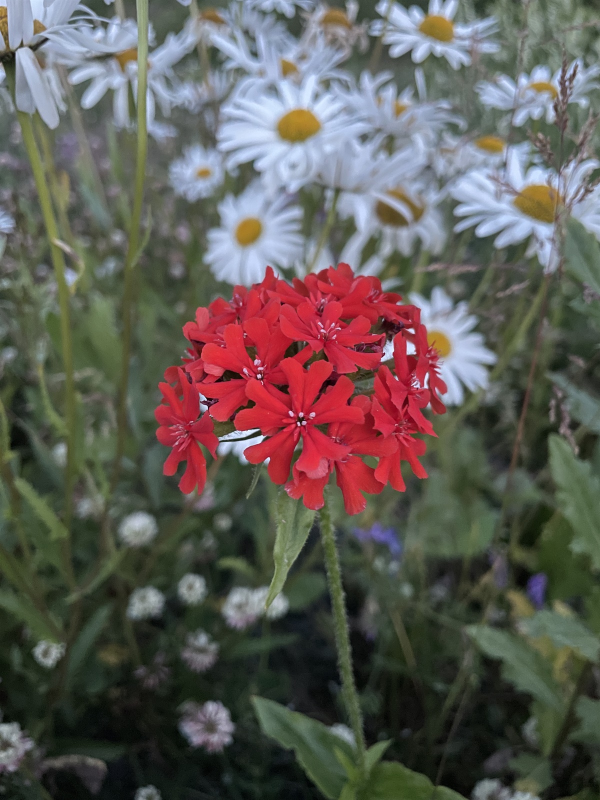 Lychnis chalcedonica (Maltese cross) (alternate view 3)