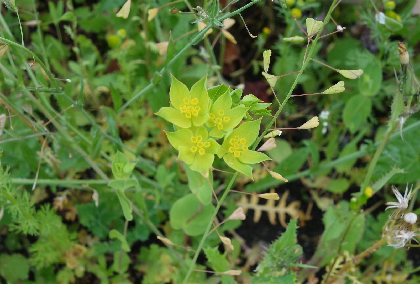 Bupleurum rotundifolium (alternate view 3)