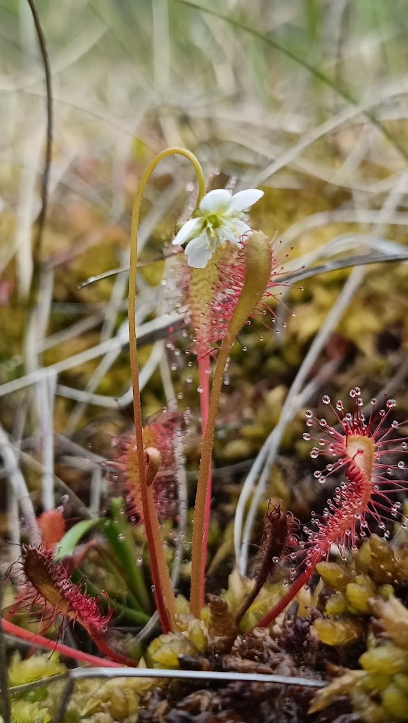 Drosera anglica (Great Sundew) (alternate view 12)