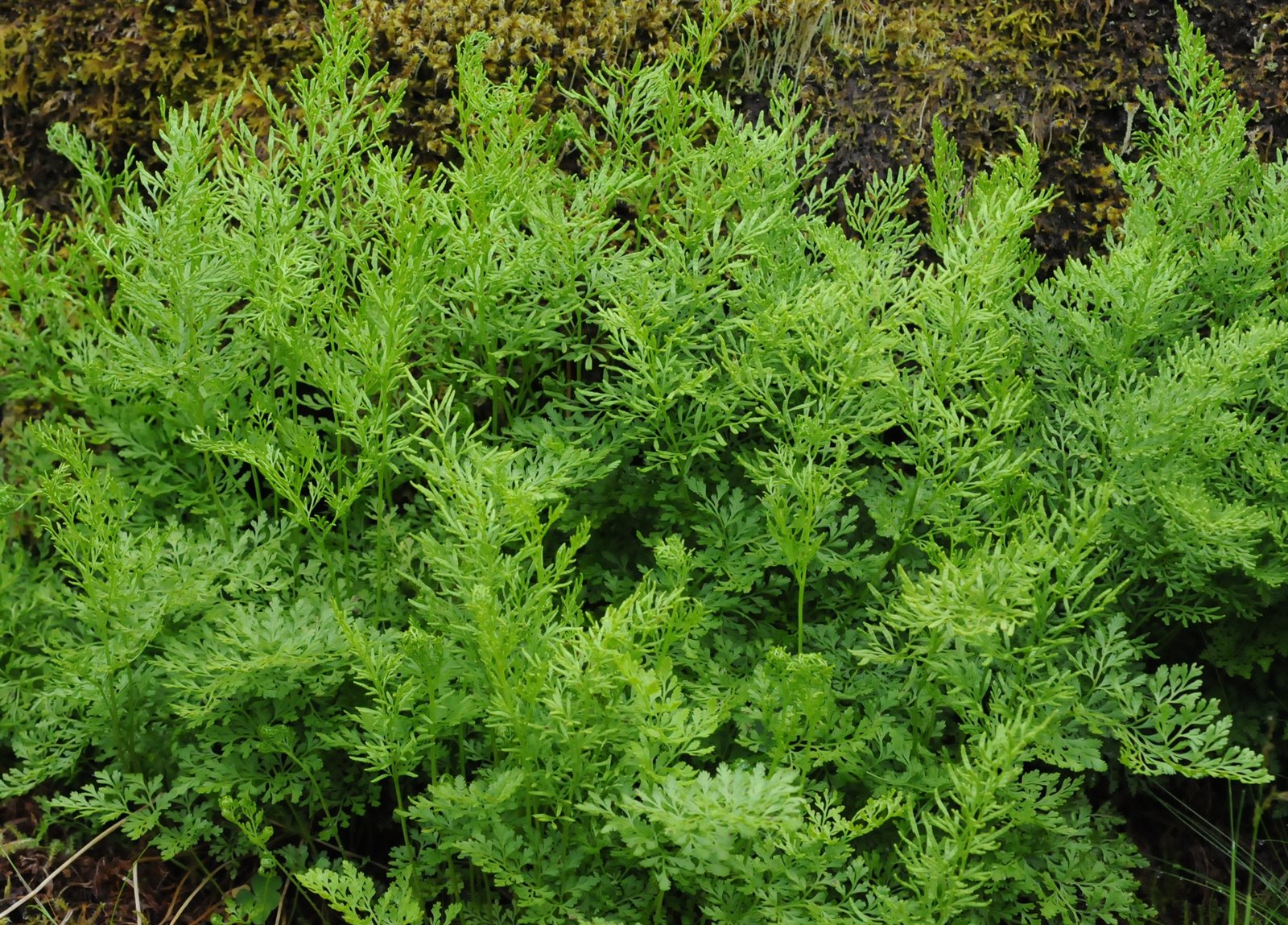 Cryptogramma crispa (parsley fern) (alternate view 15)
