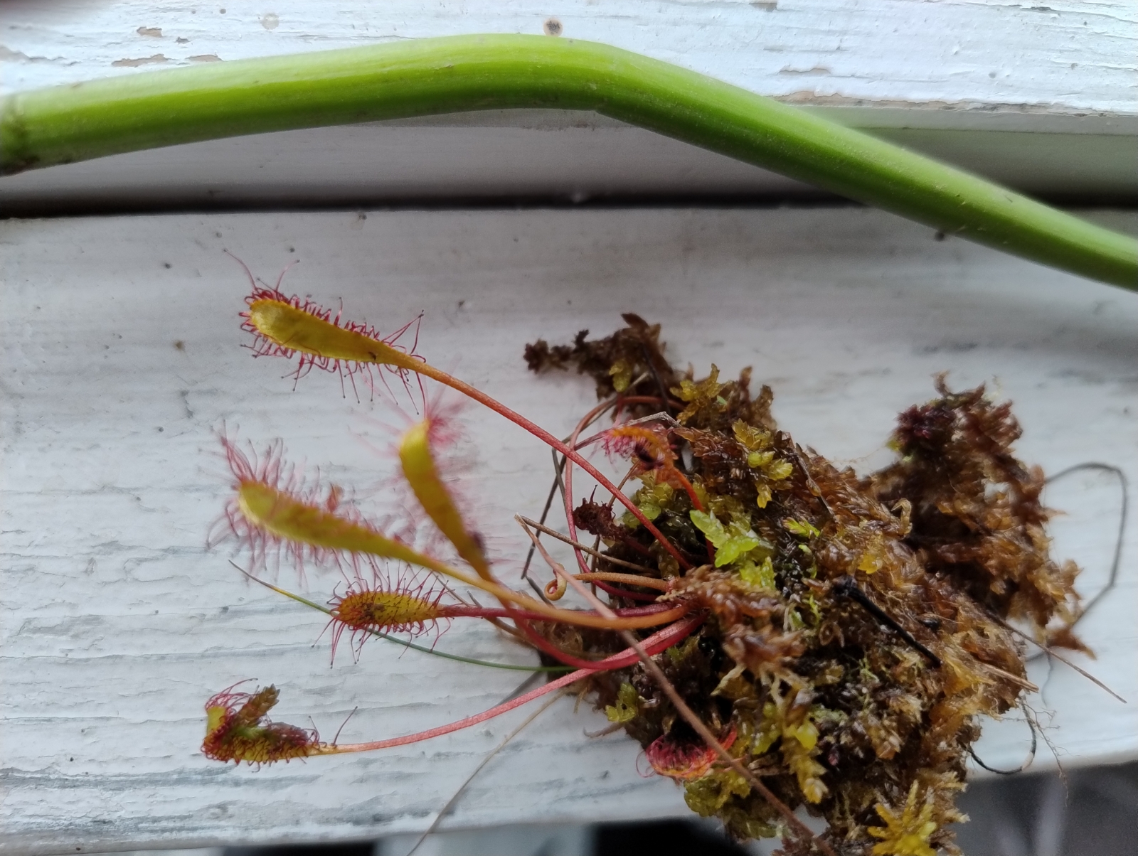 Drosera anglica (Great Sundew) (alternate view 14)