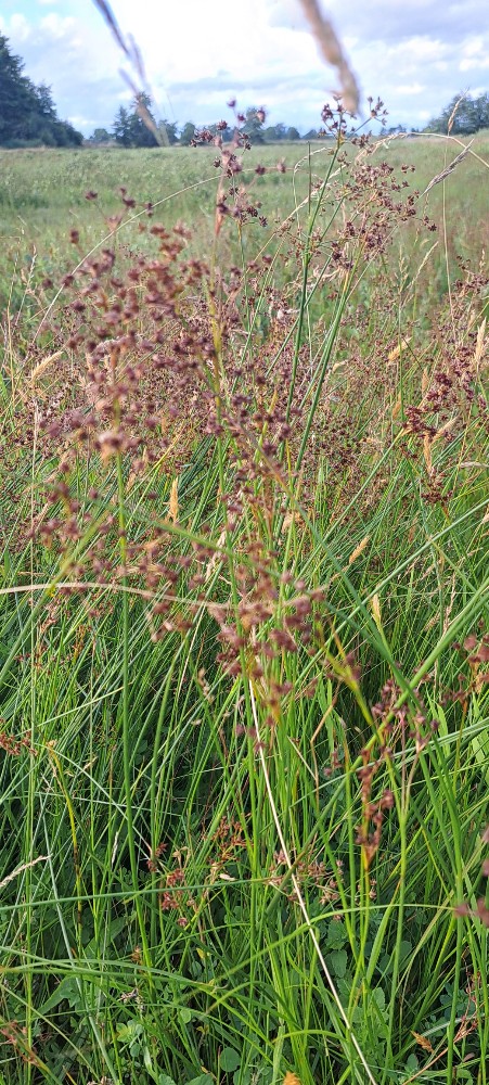 Juncus acutiflorus (Sharp-flowered Rush) (alternate view 15)