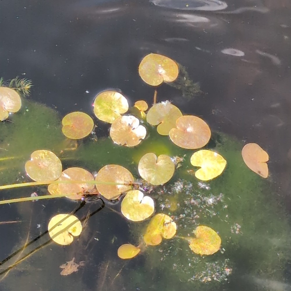 Hydrocharis morsus-ranae (European Frog-bit) (alternate view 12)