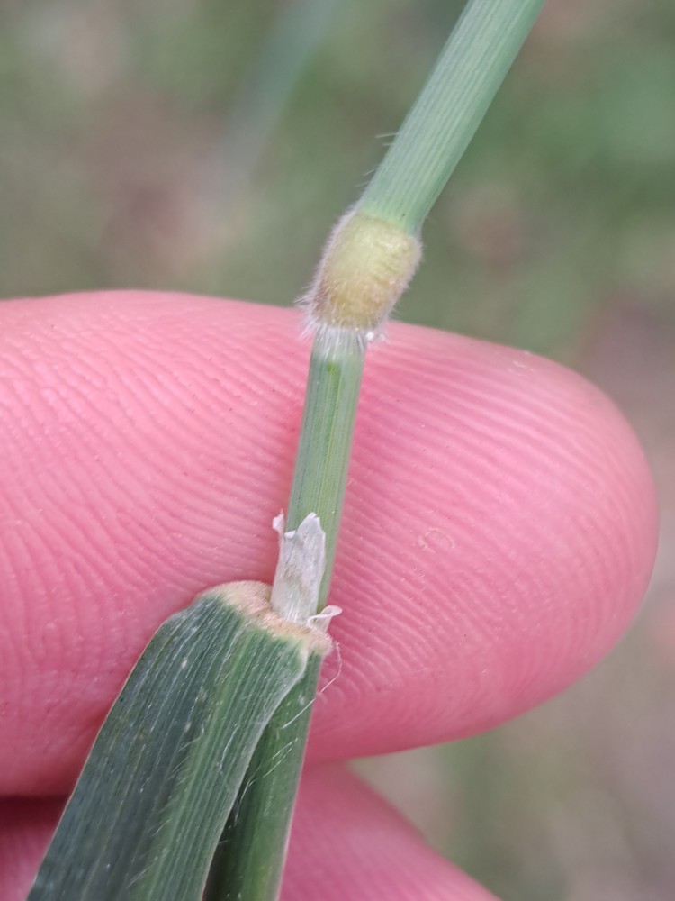 Holcus mollis (creeping velvet grass) (alternate view 11)