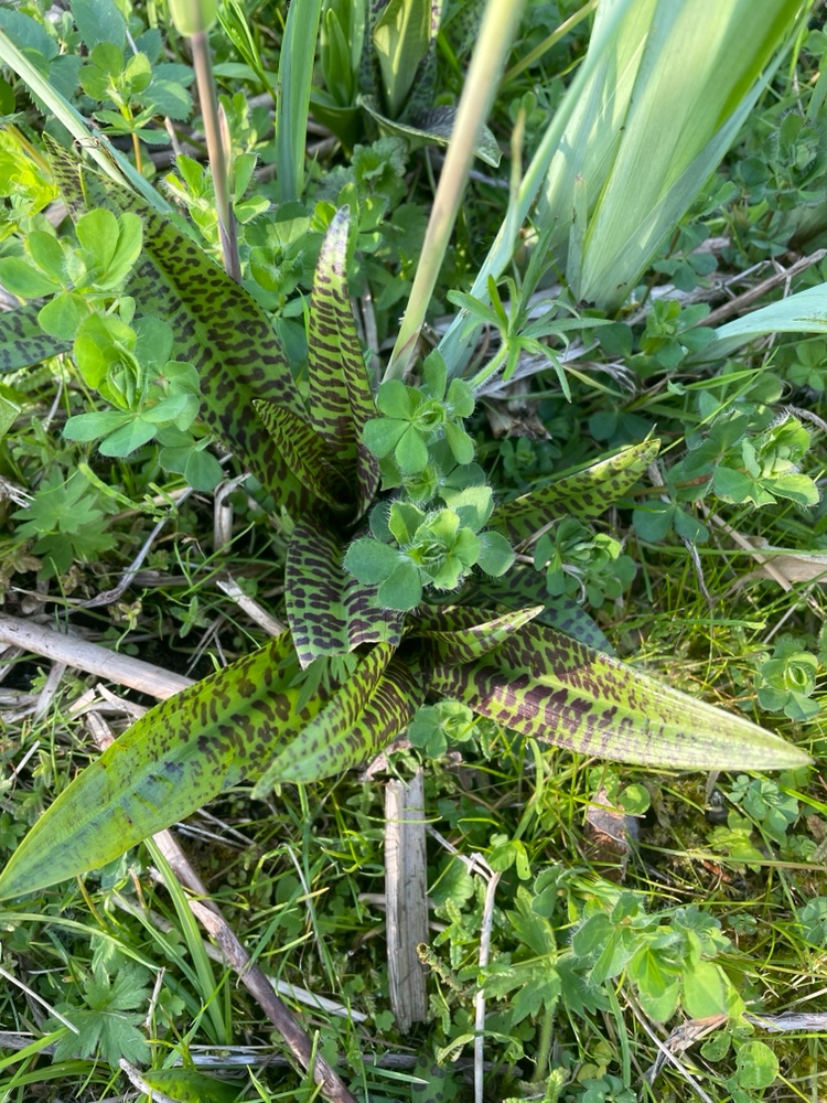 Dactylorhiza praetermissa (Southern Marsh-orchid) (alternate view 10)