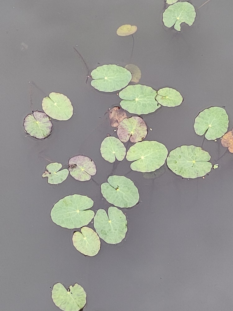 Nymphoides peltata (water fringe) (alternate view 11)
