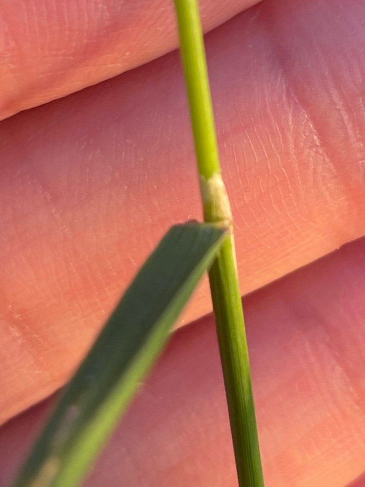 Agrostis gigantea (redtop) (alternate view 2)
