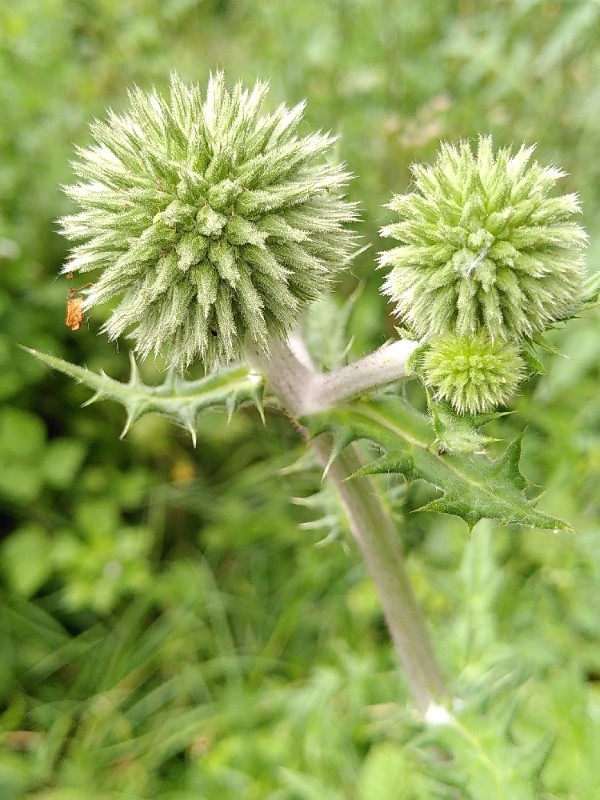 Echinops sphaerocephalus (Great Globe Thistle) (alternate view 11)