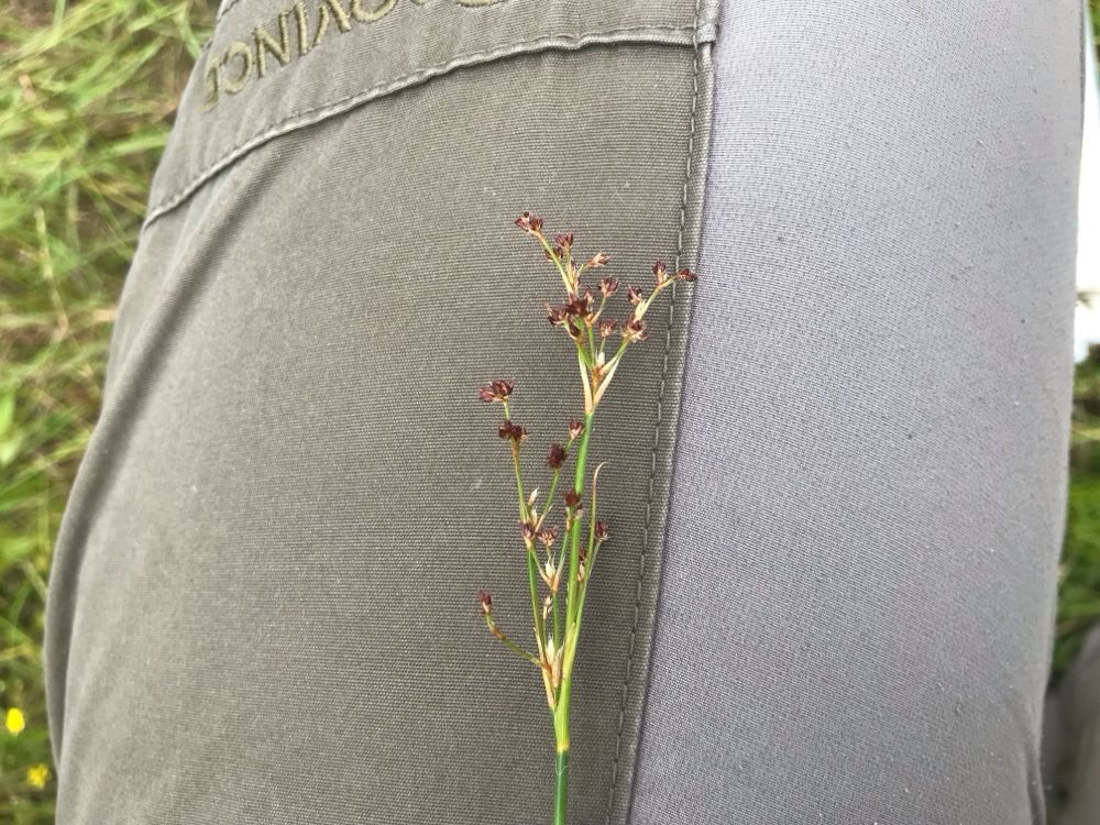 Juncus acutiflorus (Sharp-flowered Rush) (alternate view 14)