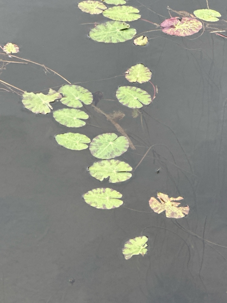 Nymphoides peltata (water fringe) (alternate view 12)
