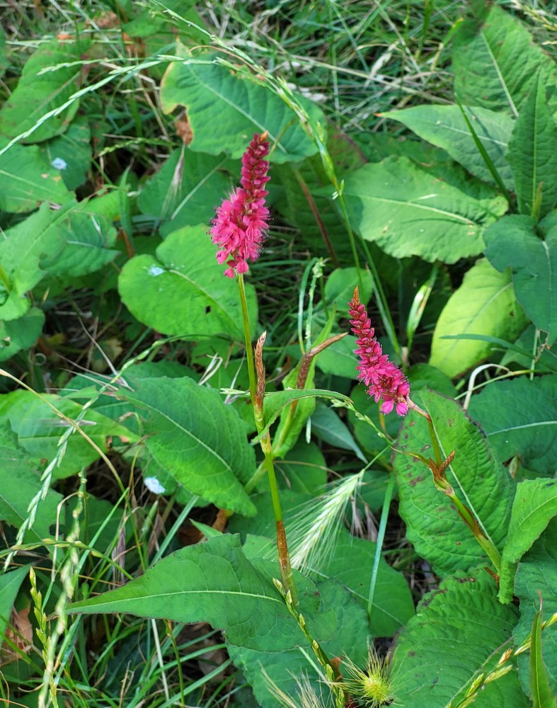 Bistorta amplexicaulis (red bistort) (alternate view 11)