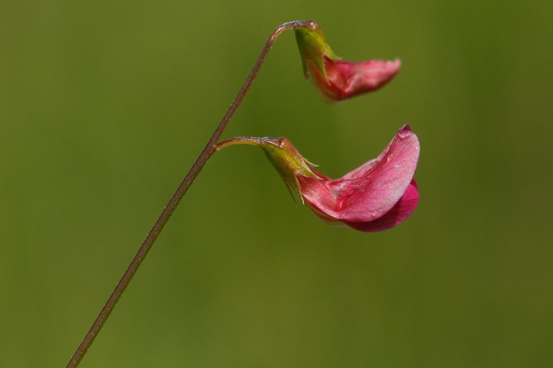 Lathyrus nissolia (Grass Vetchling) (alternate view 10)