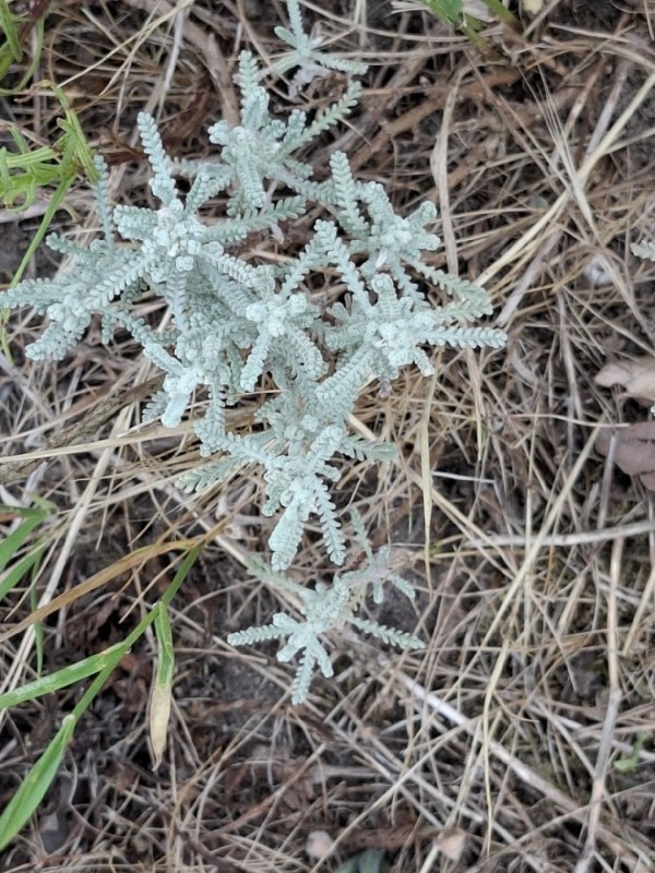 Santolina chamaecyparissus (cotton vavender)
