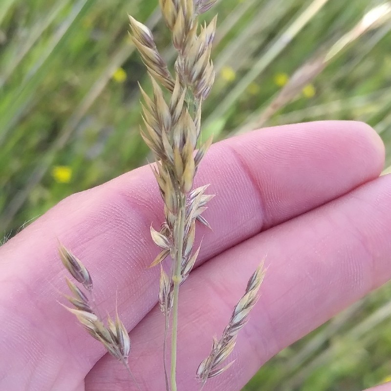 Holcus mollis (creeping velvet grass) (alternate view 12)