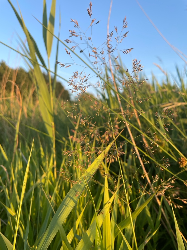 Agrostis gigantea (redtop) (alternate view 3)