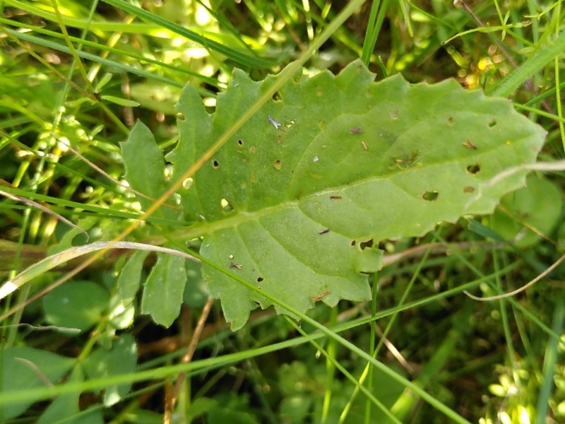 Jacobaea aquatica (Marsh Ragwort) (alternate view 11)