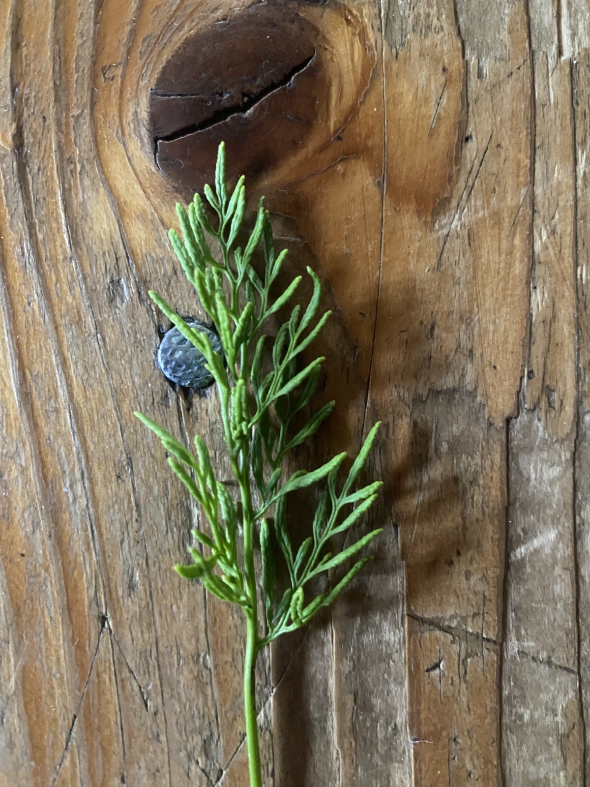 Cryptogramma crispa (parsley fern) (alternate view 14)