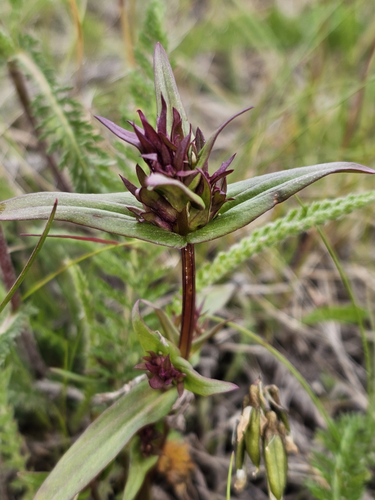 Gentianella amarella (autumn gentian) (alternate view 12)