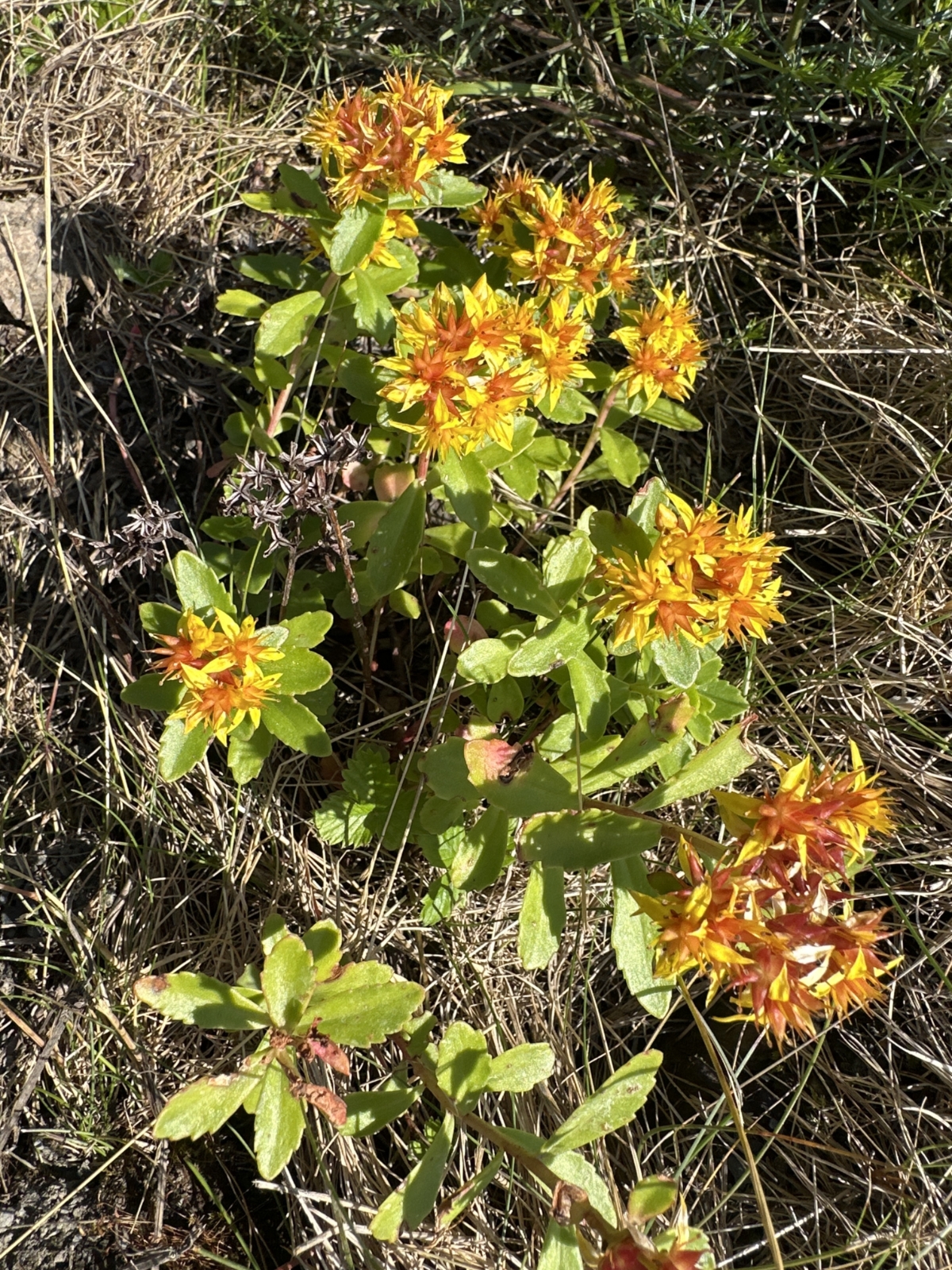 Phedimus kamtschaticus (Orange Stonecrop) (alternate view 12)