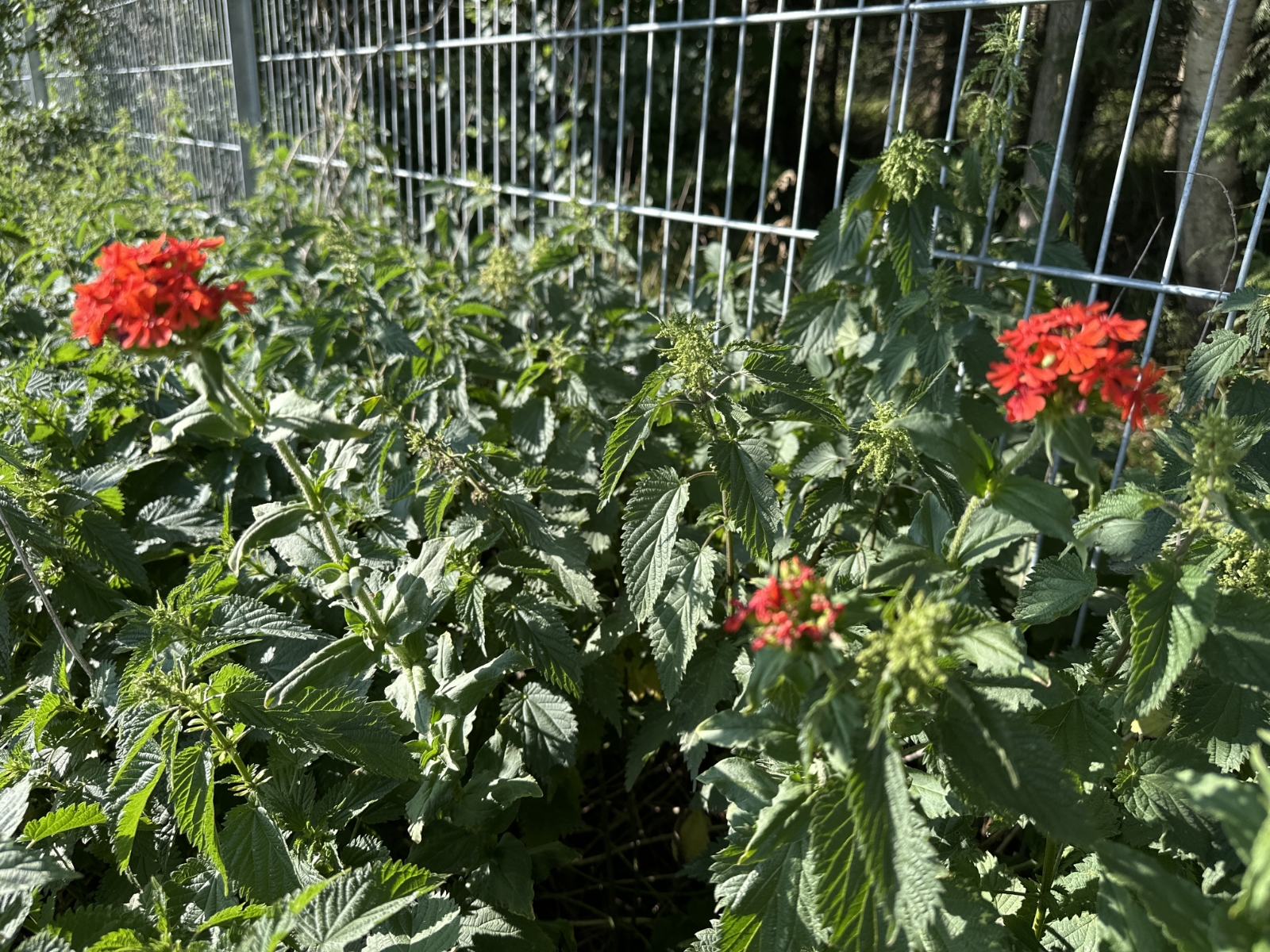 Lychnis chalcedonica (Maltese cross) (alternate view 2)