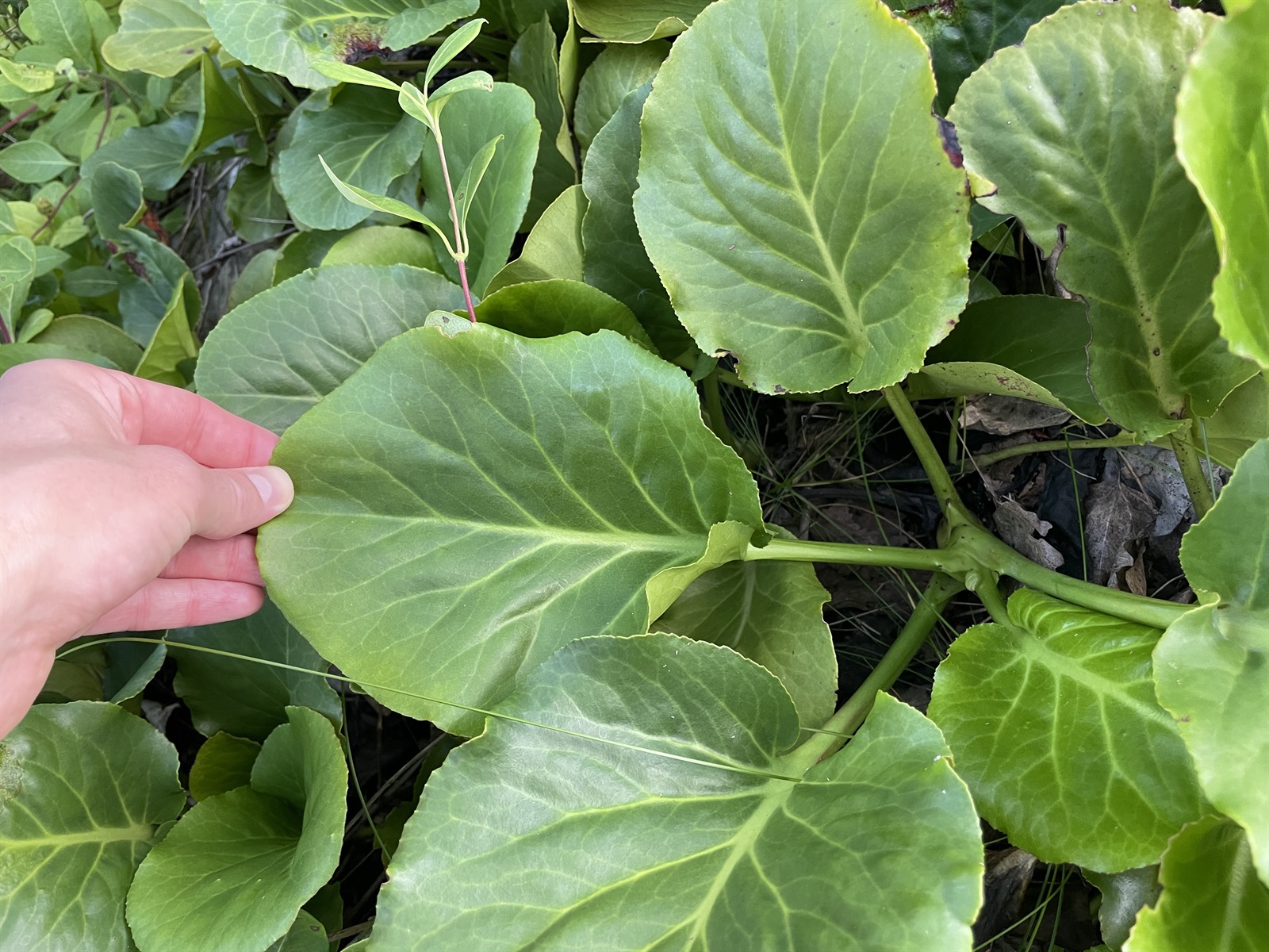 Bergenia cordifolia, Elephant's ears — clumping evergreen (Saxifragaceae) (image 9 of 10)