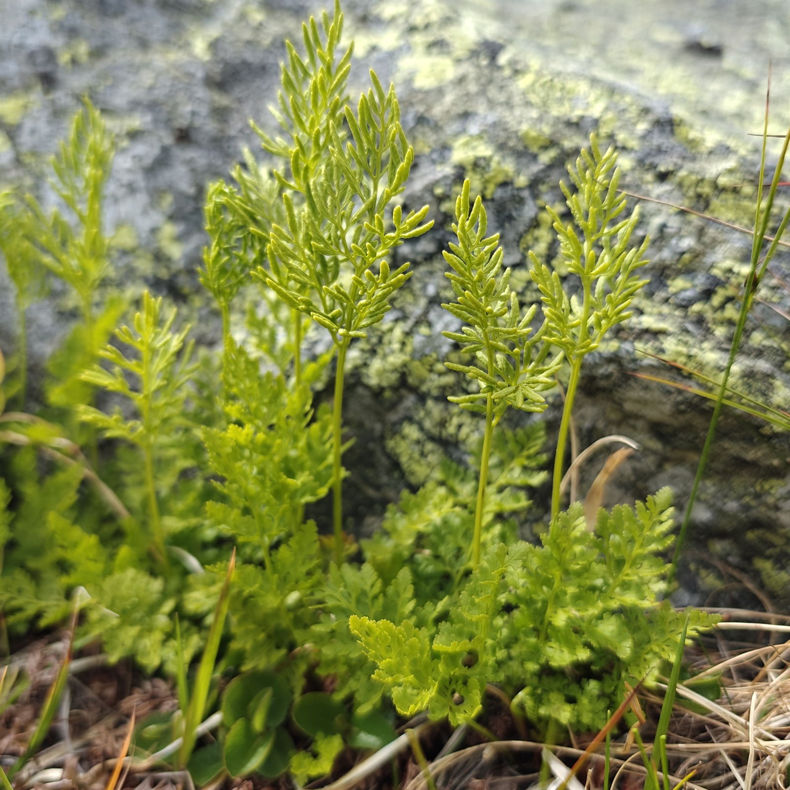 Cryptogramma crispa (parsley fern) (alternate view 12)
