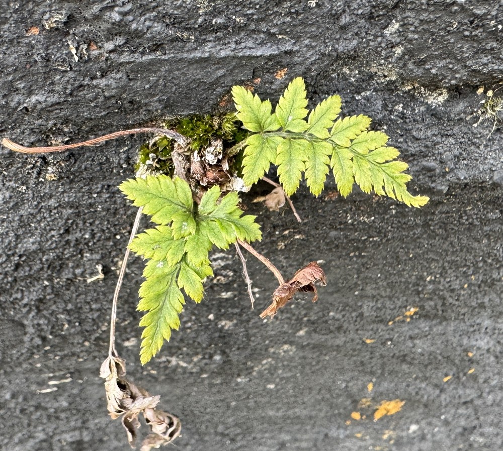 Polystichum polyblepharum (Korean tassel fern)