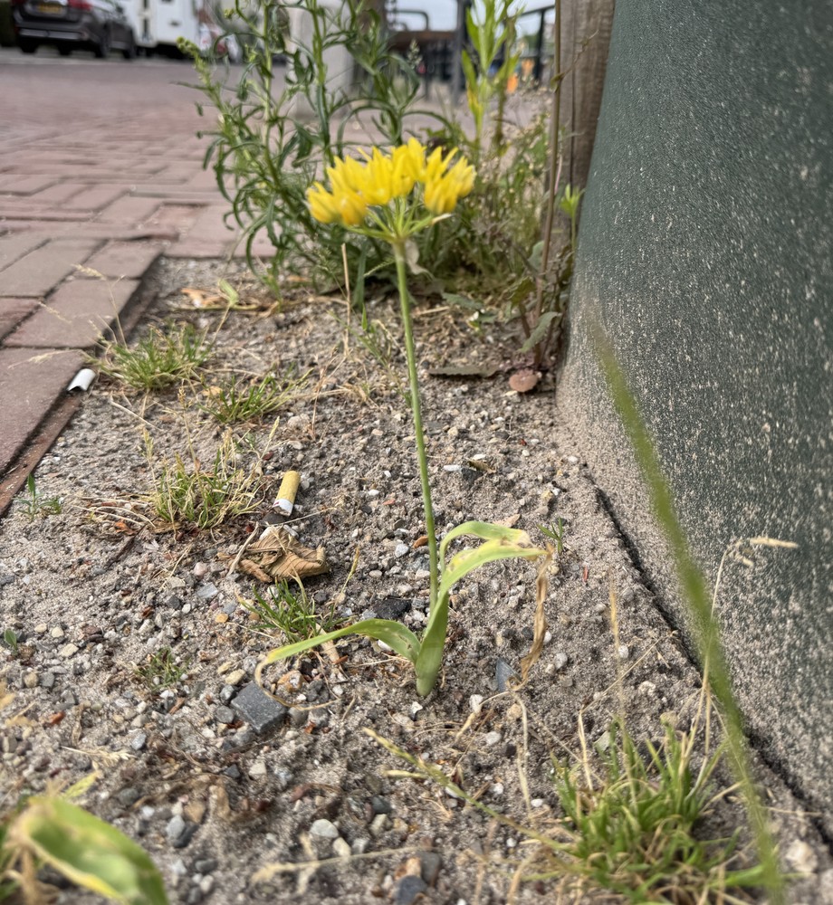 Allium moly (Golden Garlic) (alternate view 11)