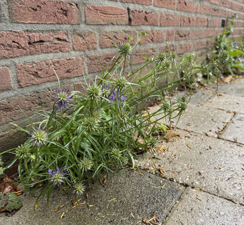 Phyteuma scheuchzeri (Oxford Rampion) (alternate view 13)